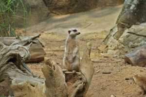 SINGAPORE ZOO (368)